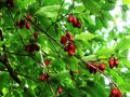 Strauch mit roten Früchten