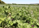 Feldrand mit vielen blühenden Blumen