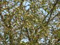 Walnussbaum mit zahlreichen Früchten