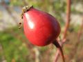 Frucht der Raublättrigen Rose