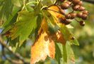 Zweig mit Früchten und Blättern bei beginnender Herbstfärbung