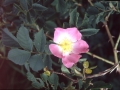 Rosafarbene Rosenblüte
