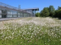 Blühende Wiese mit Margeriten