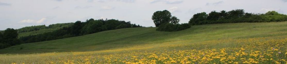 Artenreiche Wiese in Franken