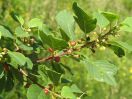 Zweig mit Blüten und Früchten