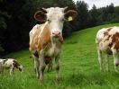 Horntragende Milchkühe auf der Weide