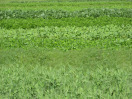 Grünes Feld mit verschiedenen Leguminosen (Pflanzenfamilie der Hülsenfrüchtler)