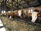 Horntragende Mutterkühe der Rasse Fleckvieh im großzügigen Außenklimastall
