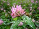 Kleeblüte