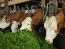 Milchkühe im Stall