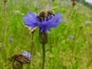 Biene auf einer Kornblume