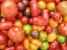 Tomatenvielfalt