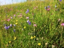 bunt blühende artenreiche Wiese