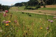 Rosa Pechnelken und gelber Pippau auf der Großen Wiese in Falkenstein