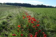 Grüner Feldrand mit leuchtendem Klatschmohn.