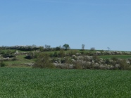 Landschaft mit Hecken und Feldern