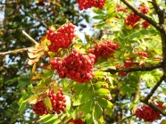 Zweige mit roten Beeren