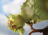 grünliche Haselnüsse vor der Reife am Strauch