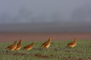 Rebhuhn (Perdix perdix), Fünf Rebhühner auf einem Feld