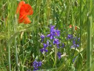 Blau blühender Acker-Rittersporn (Consolida regalis) und roter Mohn