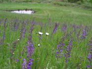 Violetter Salbei und weiße Mageriten Blüten auf dem Hang der Waldwiese 