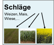 Grünland, Maisfeld und Raps