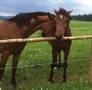 Pferd mit Fohlen an einer Koppel