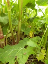 Blätter und Stängel der Durchwachsenen Silphie (Silphium perfoliatum)