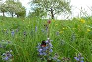 Wiese mit Bienen 