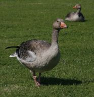 Graugans auf einer Wiese