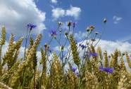 Getreidefeld mit Kornblumen