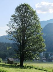 Baum im Gebirge