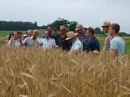 Gruppe von Landwirten bei einer Feldfuehrung reifes Sommergetreide im Vordergrund