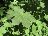 gelappte Blätter an einem Baum