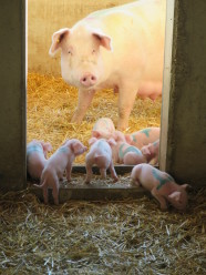 Sau und Ferkel im Auslauf mit Stroh.