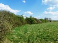 Wiesenrand mit Heckenlandschaft