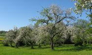 Streuobstwiese Dürnast