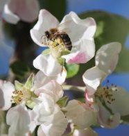 Biene an Blüte