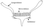 Zeichnung: Längsschnitt durch die Blüte