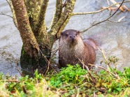 Fischotter am Ufer