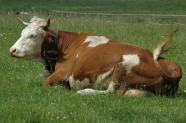 Horntragende Milchkuh auf der Weide