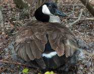 Brütende Kanadagans mit leicht geöffneten Flügeln auf dem Nest.