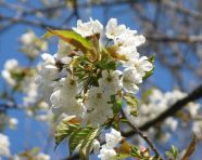 Zweig mit weißen Blüten