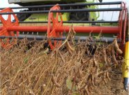 Schneidwerk einer landwirtschaftlichen Maschine beim Drusch von Sojabohnen.