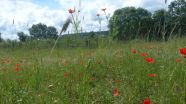 Rot blühendes Sommer-Adonisröschen auf dem Siegeracker in der Kategorie Ökologischer Landbau von Josef Hollweck aus Berching