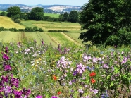 bunt blühende Wiese vor einer Kulturlandschaft