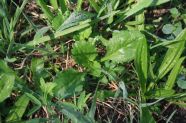 Jungpflanzen von Margerite, Spritzwegerich und Wiesen-Platterbse