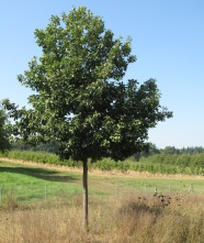 einzelner jüngerer Baum