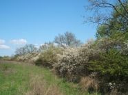 Hecke mit artenreichem Grünland in Schwarzenau