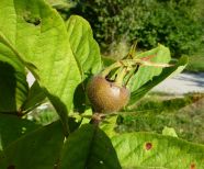 Zweig mit Blättern und einer Frucht